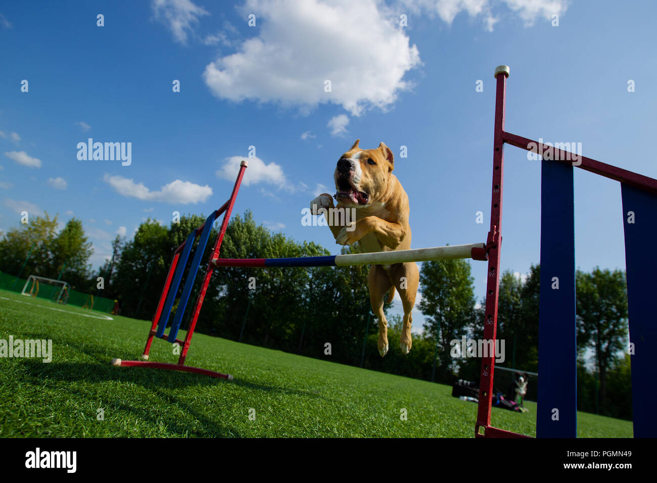 Agilità, American Staffordshire terrier salta sopra un ostacolo Foto Stock