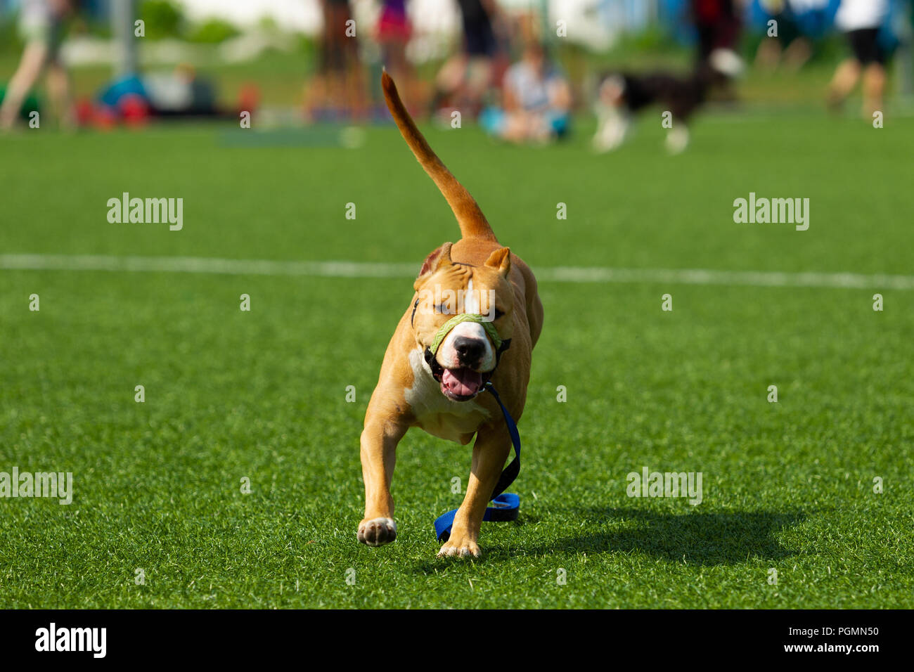 American Staffordshire terrier gioca sul campo Foto Stock