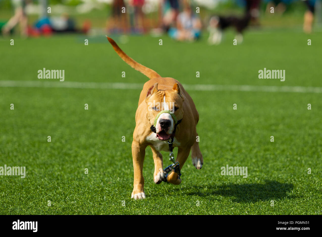 American Staffordshire terrier gioca sul campo Foto Stock