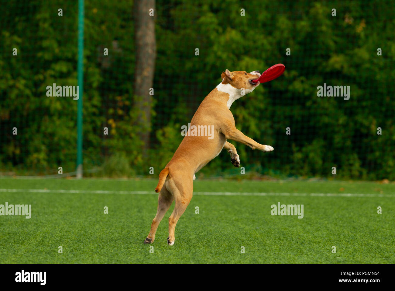 American Staffordshire terrier gioca sul campo Foto Stock