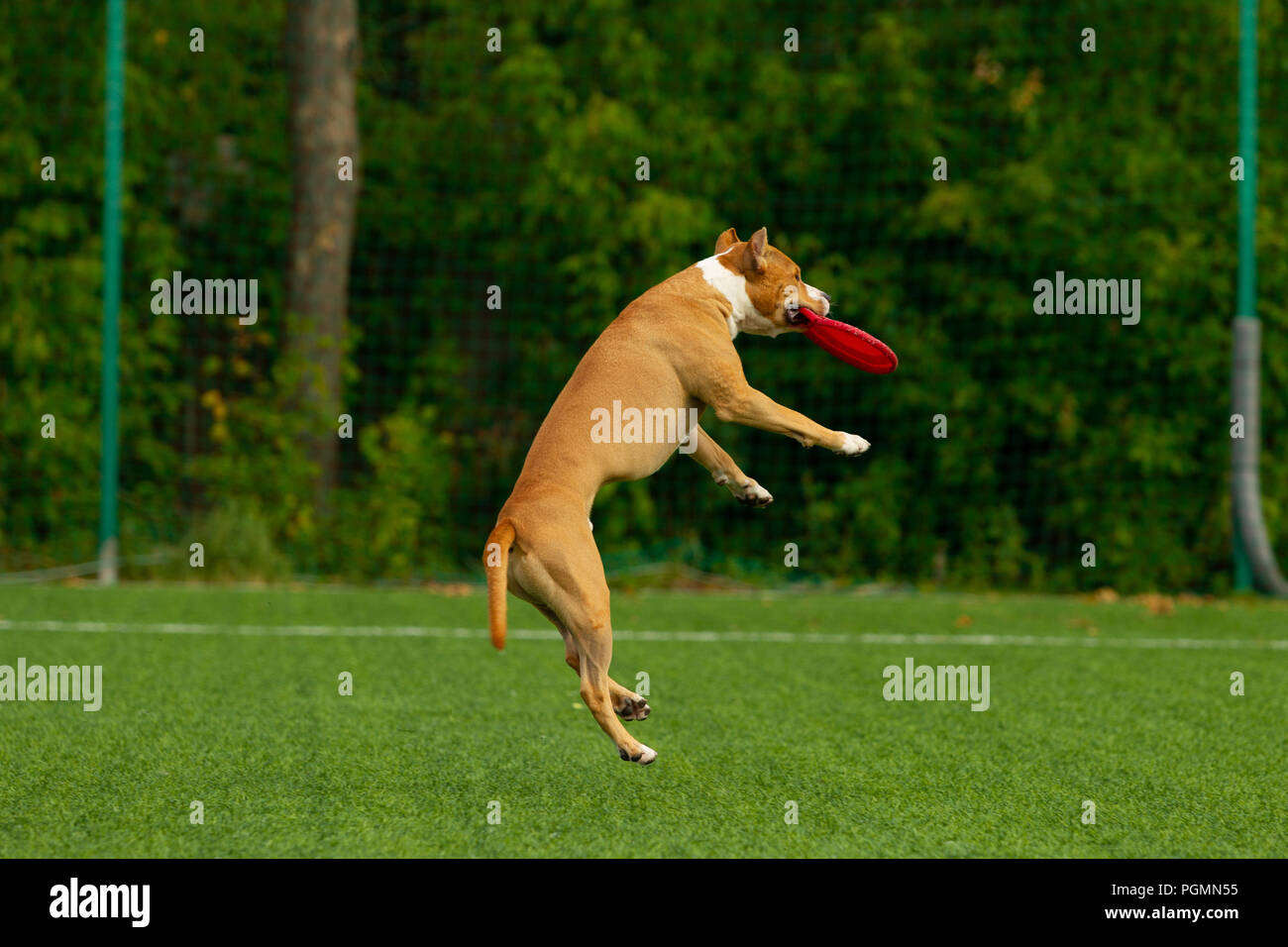 American Staffordshire terrier gioca sul campo Foto Stock