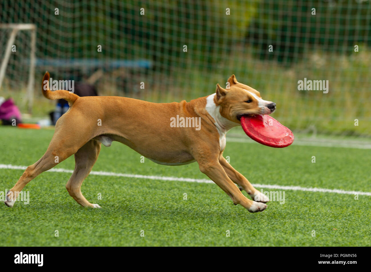 American Staffordshire terrier gioca sul campo Foto Stock