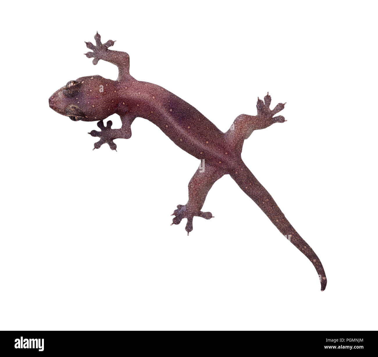 Casa comune geco isolati su sfondo bianco Foto Stock