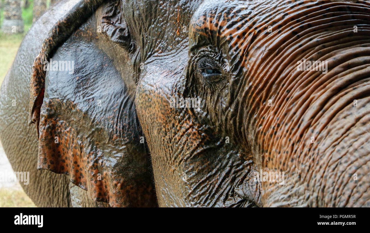 Jokia, liberato elefante a Elephant Nature Park, Chiang Mai, Thailandia Foto Stock