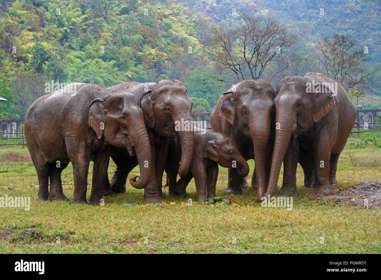 Elephant famiglia con bambino, Elephant Nature Park, Chiang Mai, Thailandia Foto Stock