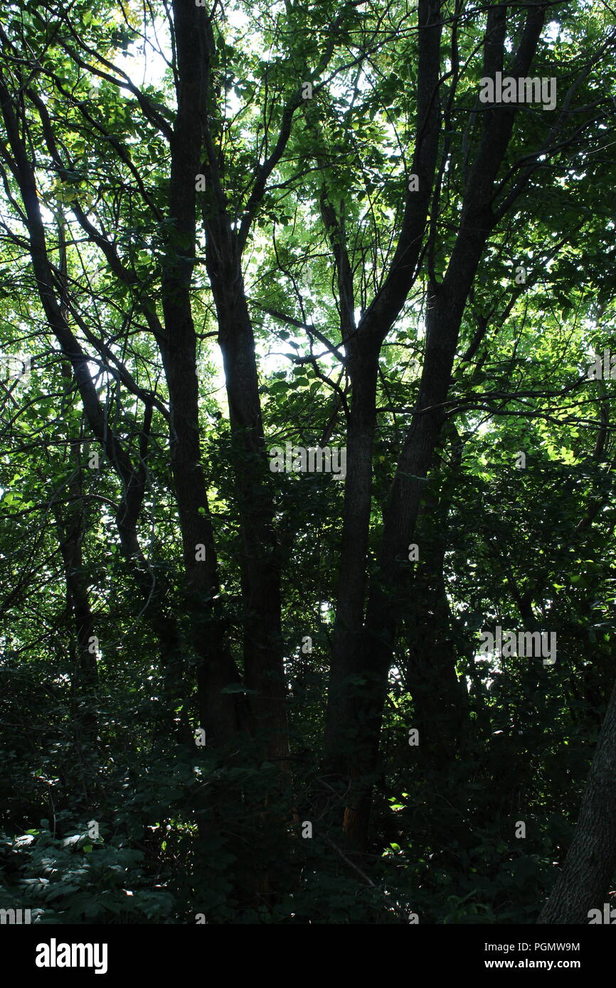 Sole di mattina attraverso gli alberi Foto Stock