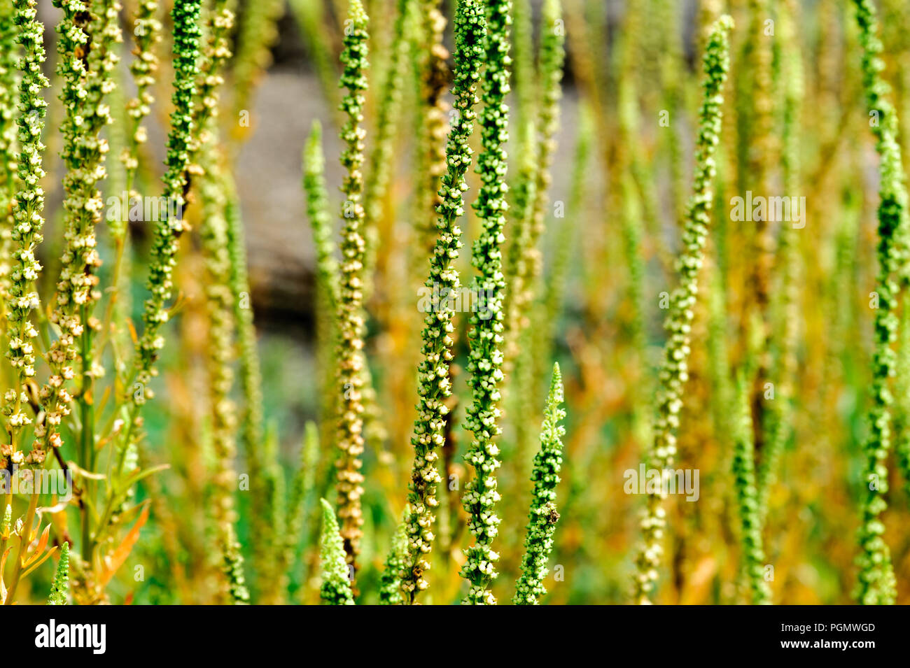 Reseda luteola o Resedinine, nomi comuni includono dyer's Rocket, dyer di erbaccia, saldare, woold e giallo infestante. Foto Stock