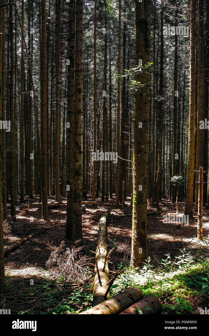 Italia Toscana Foreste Casentinesi Parco nazionale - Foresta di Camaldoli Foto Stock