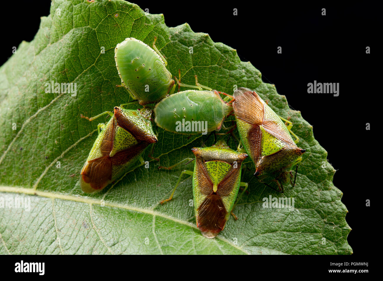 Tre adulti bug di biancospino, Acanthosoma haemmorrhoidale, e due ninfe nel finale di tappa instar fotografato su una foglia contro uno sfondo nero. N. Foto Stock