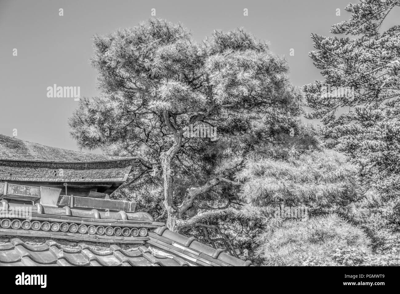Pino presso la sento il Palazzo Imperiale di Kyoto in Giappone 2015 In bianco e nero Foto Stock