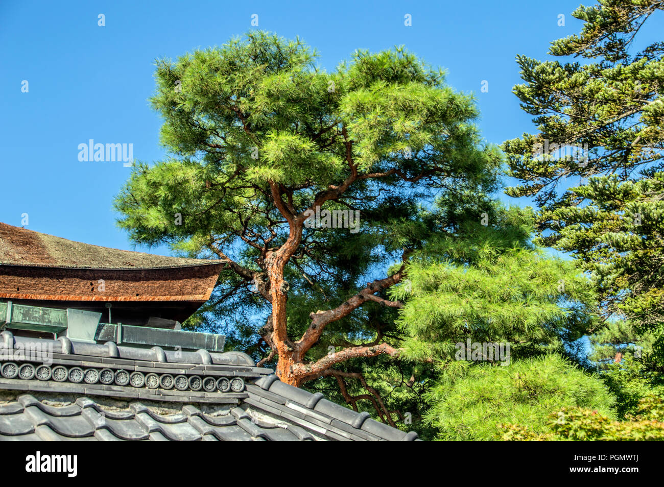 Pino presso la sento il Palazzo Imperiale di Kyoto in Giappone 2015 Foto Stock