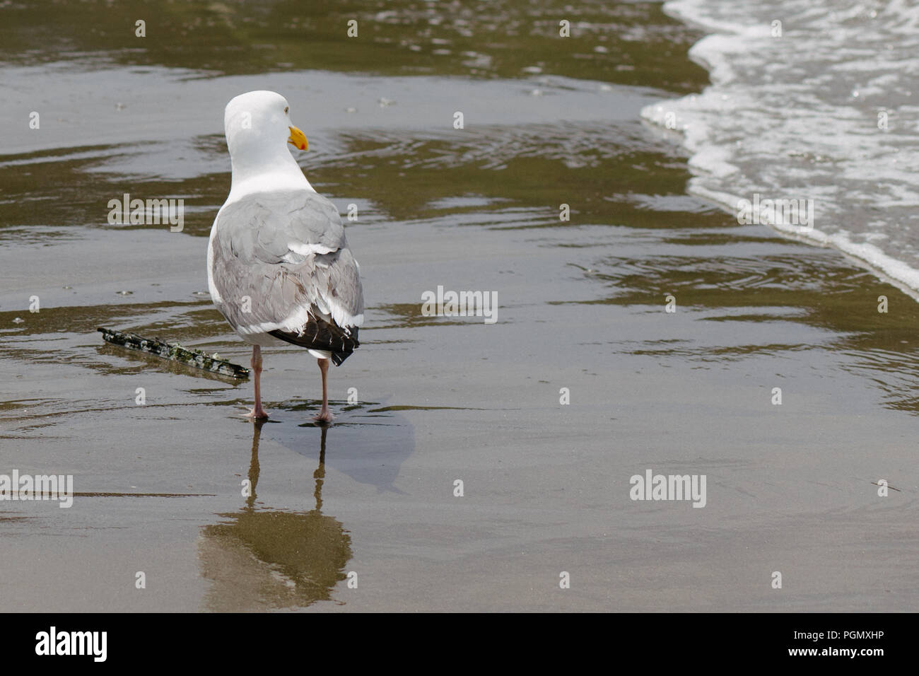 Seagull guardando le onde su una spiaggia di sabbia, a San Francisco, California, U.S.A. Foto Stock