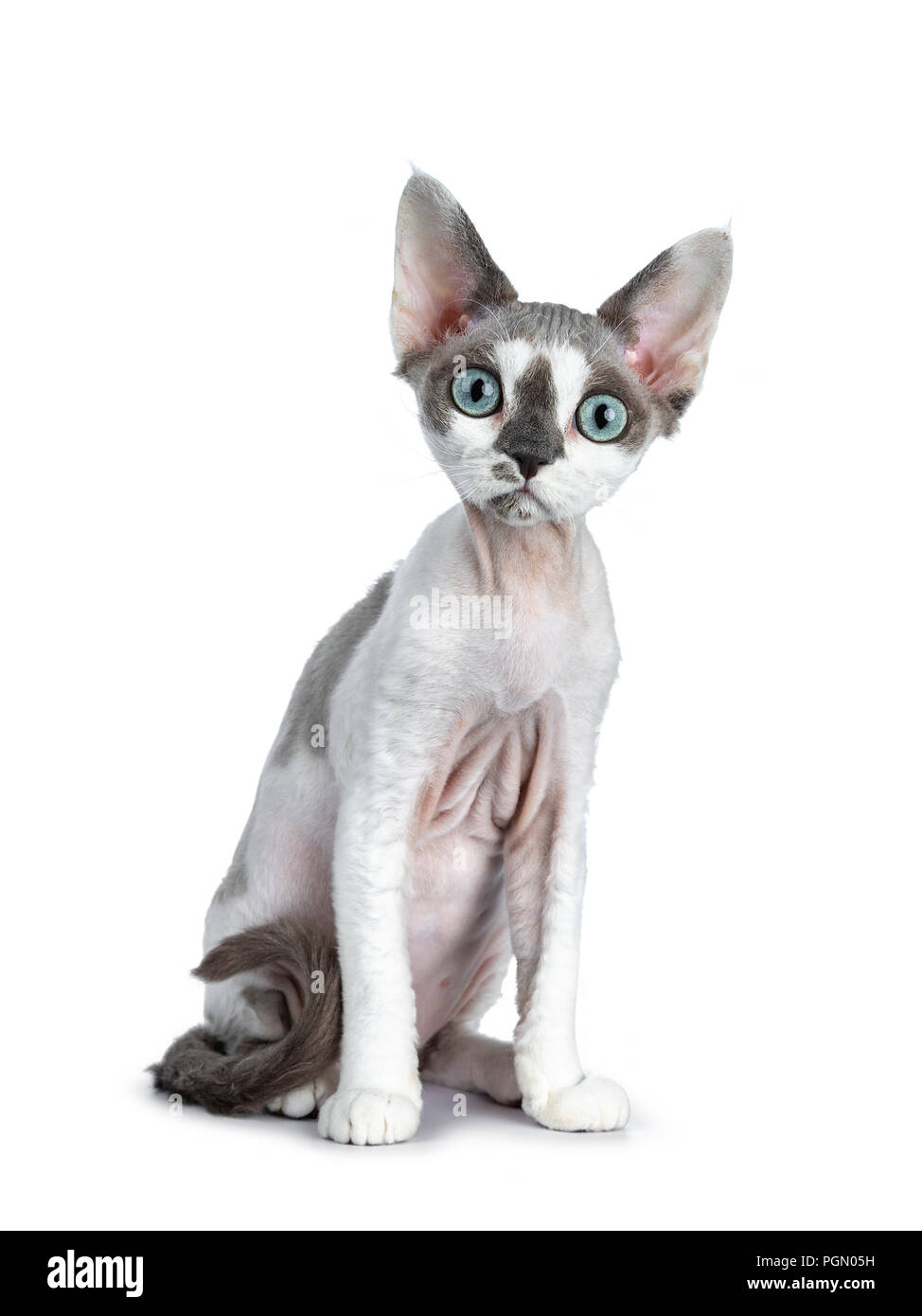 Adorabili tonkanese blue point con bianco Devon Rex gattino ragazza seduta un po' inclinato vista frontale, isolata su uno sfondo bianco guardando dritto Foto Stock
