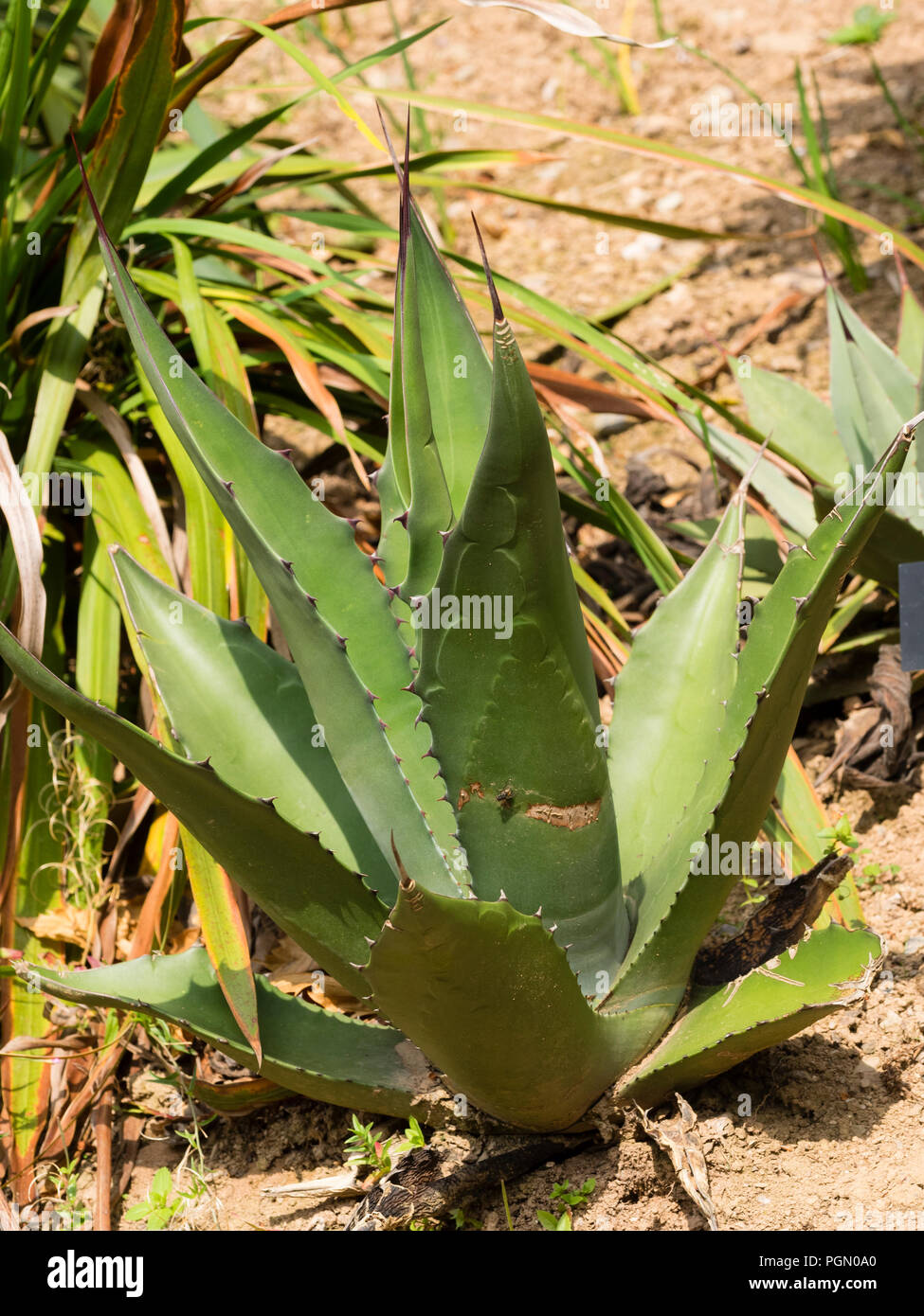 Filo spinato, fogliame argenteo in rosetta del mezzo hardy deserto succulenta, Agave parryi Foto Stock