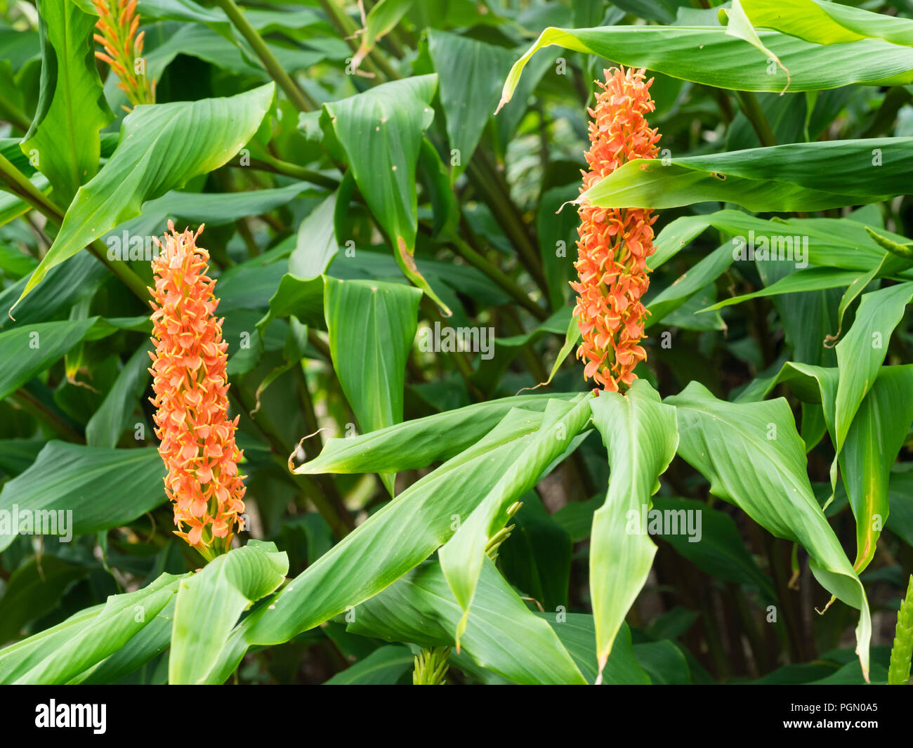 I picchi di montante di fiori d'arancio top grandi foglie di hardy zenzero, Hedychium densiflorum "Assam arancione" Foto Stock