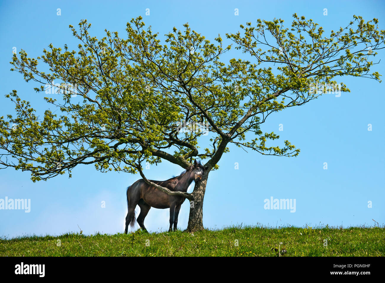 Wild Horse rifugiandosi nell'ombra di un albero Foto Stock