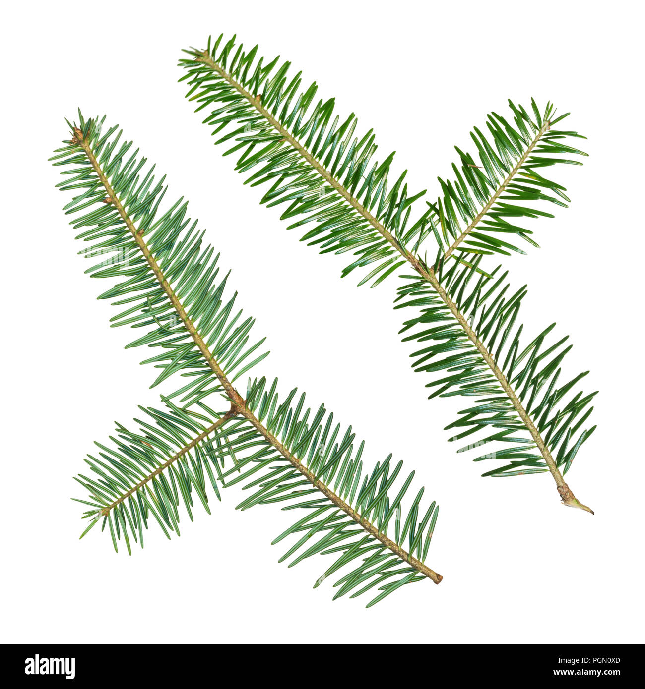 Un abete Abies sibirica ramo è isolato su uno sfondo bianco. Vista da due lati. Foto Stock