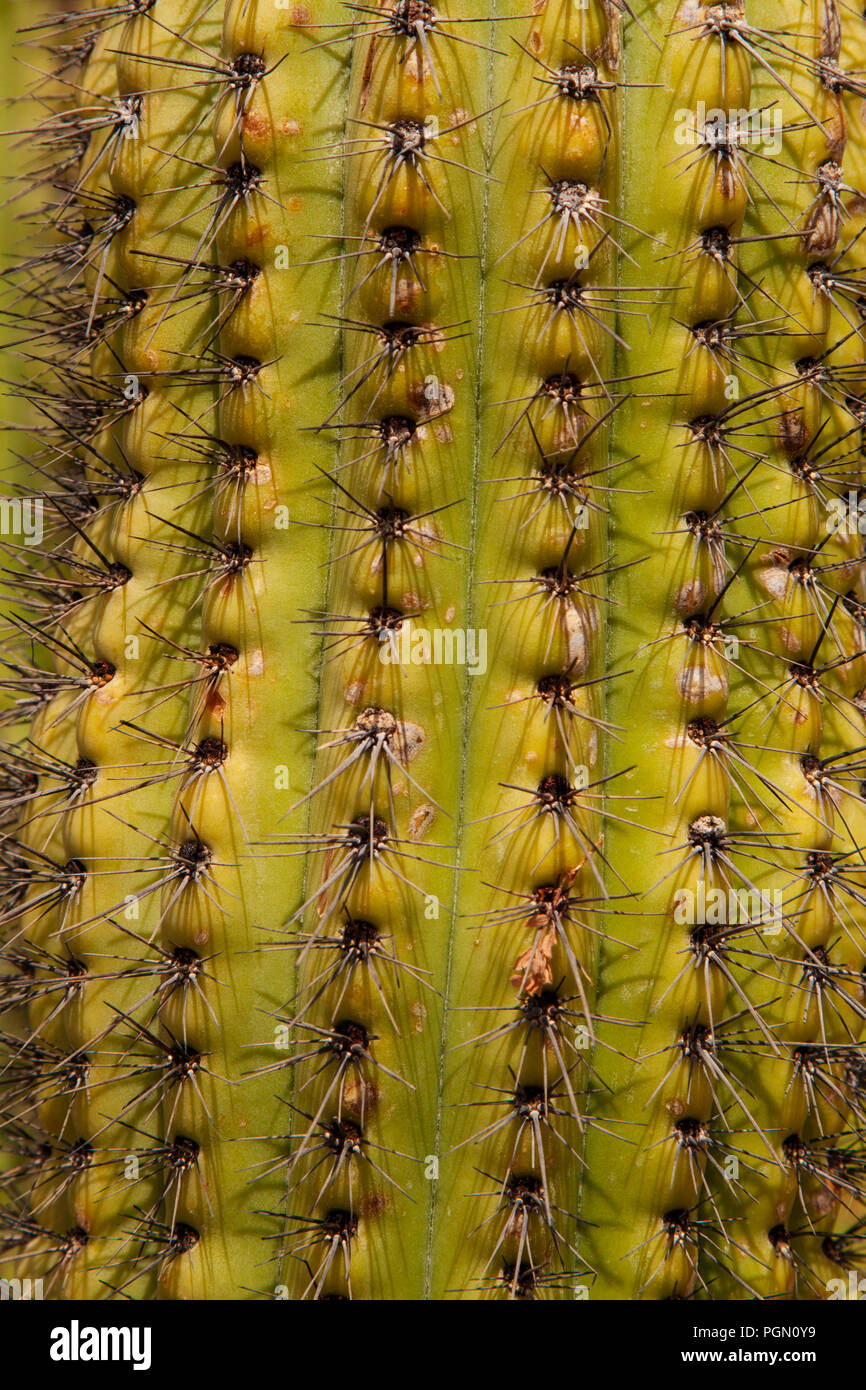 Close up Dettaglio di un cactus Saguaro aghi in Arizona Foto Stock