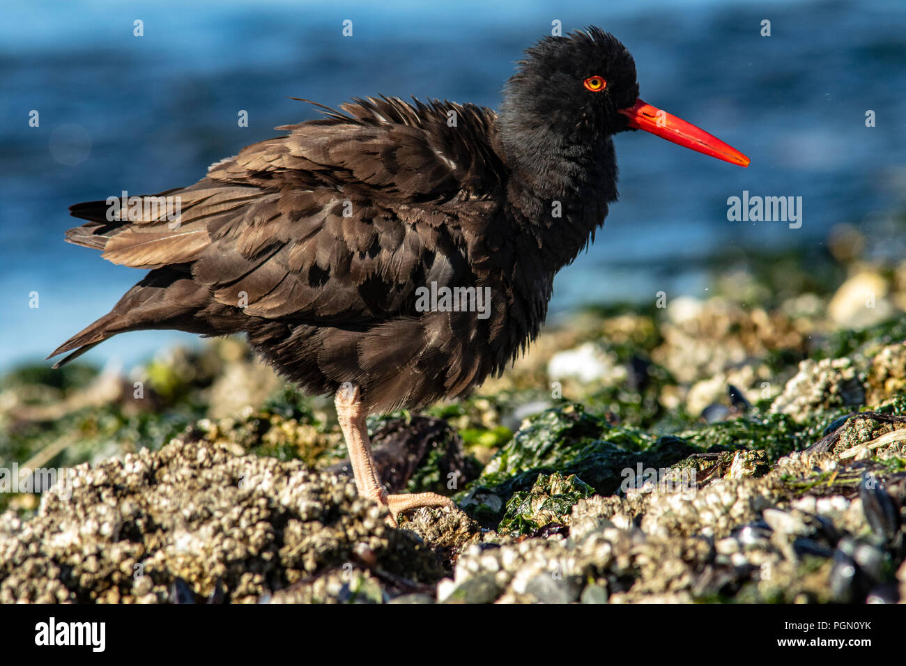 Nero (Oystercatcher Haematopus bachmani) - Esquimalt Laguna, Victoria, Isola di Vancouver, British Columbia, Canada Foto Stock