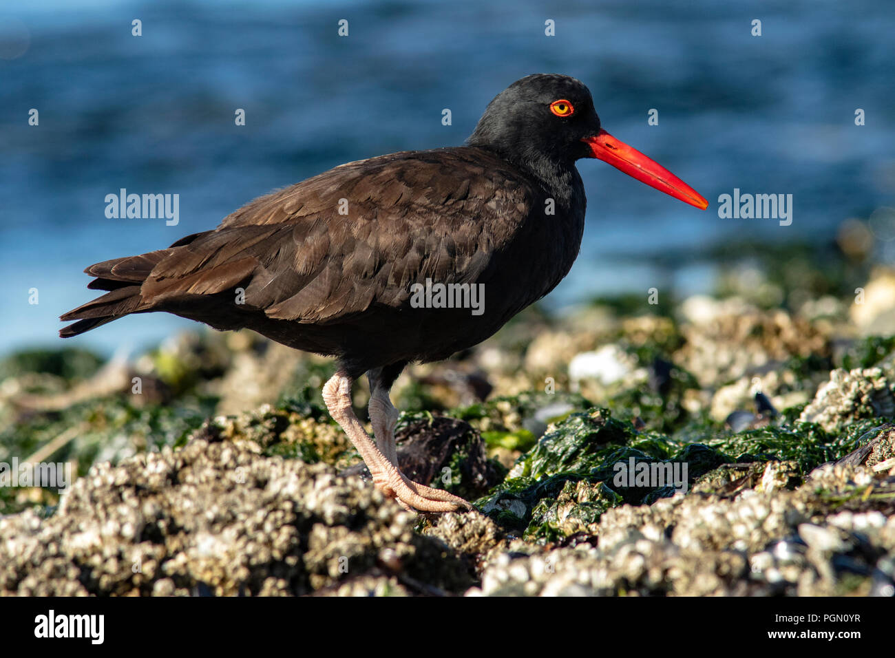 Nero (Oystercatcher Haematopus bachmani) - Esquimalt Laguna, Victoria, Isola di Vancouver, British Columbia, Canada Foto Stock