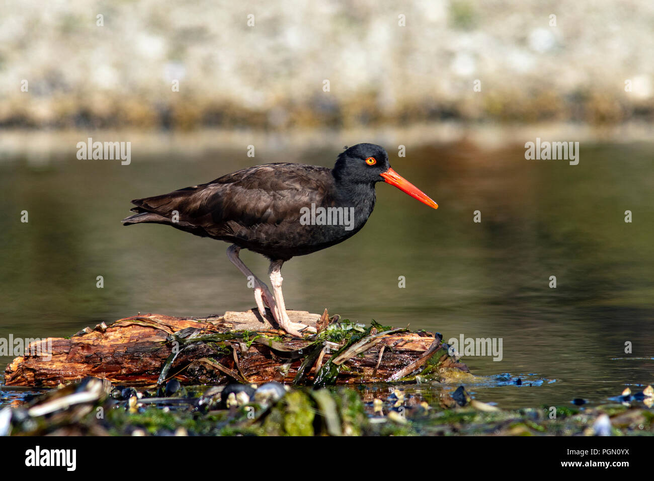 Nero (Oystercatcher Haematopus bachmani) - Esquimalt Laguna, Victoria, Isola di Vancouver, British Columbia, Canada Foto Stock