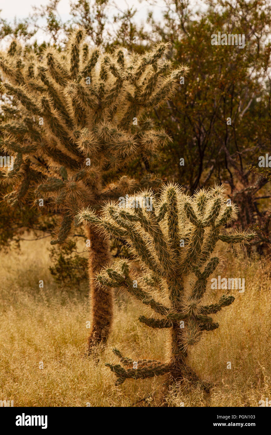 Cholla cactus nel deserto Sonoran, Arizona Foto Stock