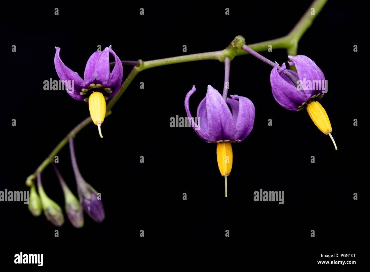 Close-up di agrodolce Nightshade (Solanum dulcamara) - Swan Lake Natale Hill Nature Sanctuary, Victoria, Isola di Vancouver, British Columbia, Cana Foto Stock