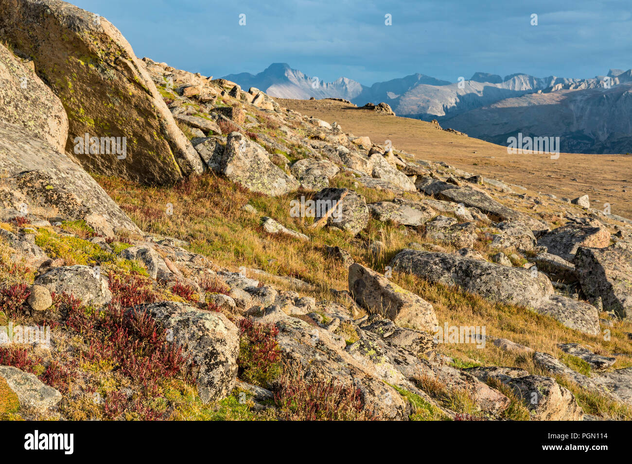 Tundra alpina sull'Ute Sentiero di attraversamento guardando a sud verso la brama di picco e il Continental Divide off Trail Ridge Road in Rocky Mountain National Par Foto Stock