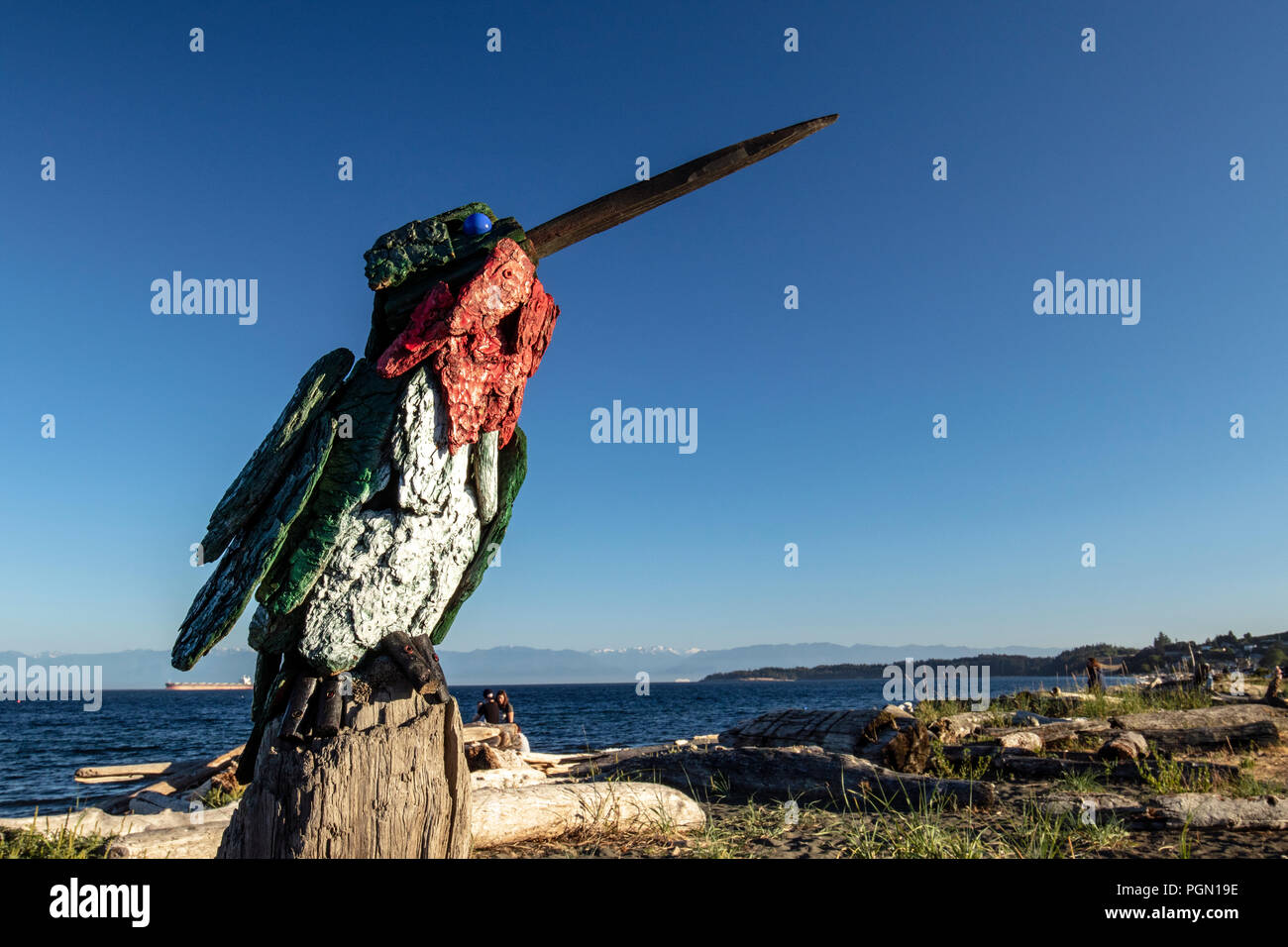 Anna's Hummingbird - Driftwood Arte da Paul Lewis - Esquimalt Laguna, Victoria, Isola di Vancouver, British Columbia, Canada Foto Stock