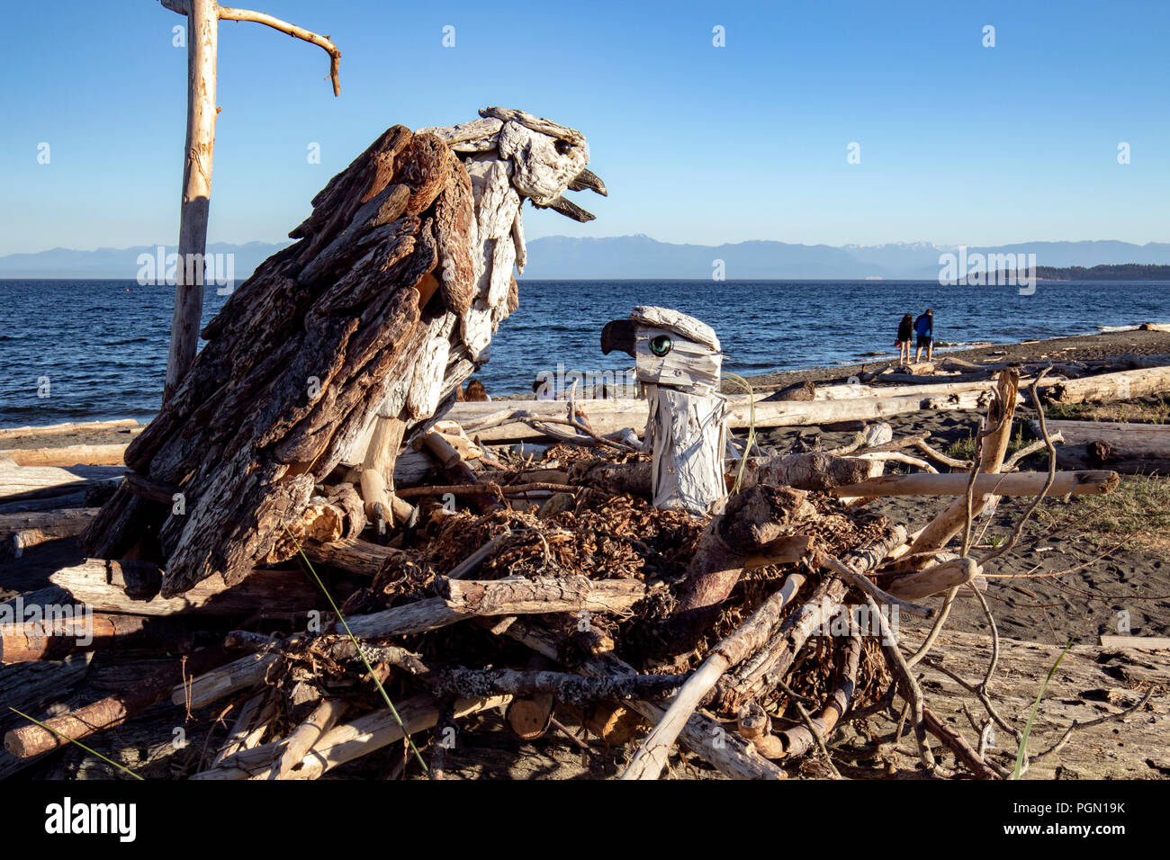 Osprey - Driftwood Arte da Paul Lewis - Esquimalt Laguna, Victoria, Isola di Vancouver, British Columbia, Canada Foto Stock
