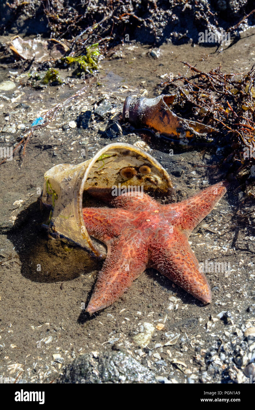 Stella di mare catturati in una tazza di plastica con il cestino sulla spiaggia - Brentwood Bay, Penisola Saanich, Isola di Vancouver, British Columbia, Canada Foto Stock