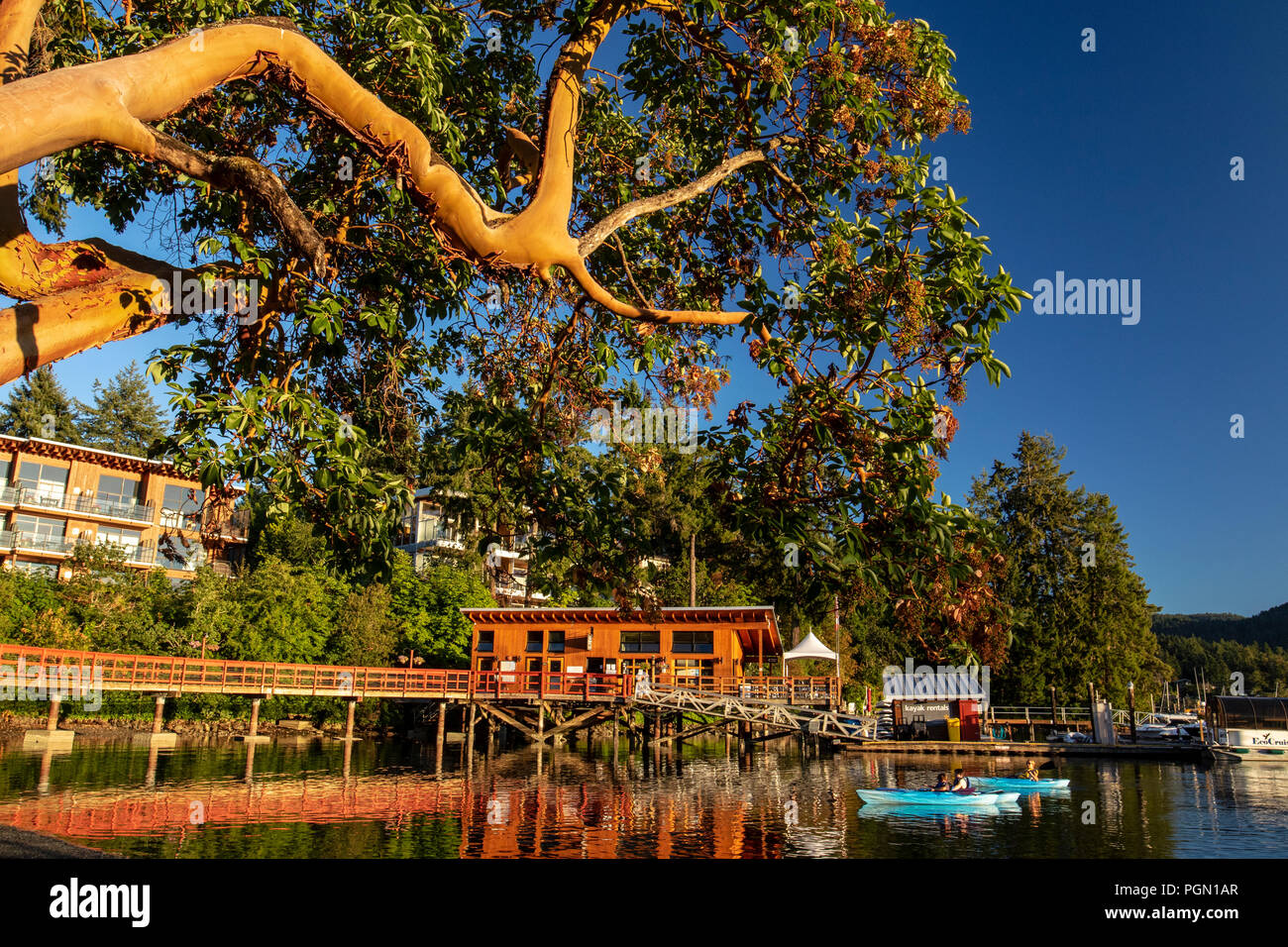 Il corbezzolo sovrastante struttura Brentwood Bay, Penisola Saanich, Isola di Vancouver, British Columbia, Canada Foto Stock