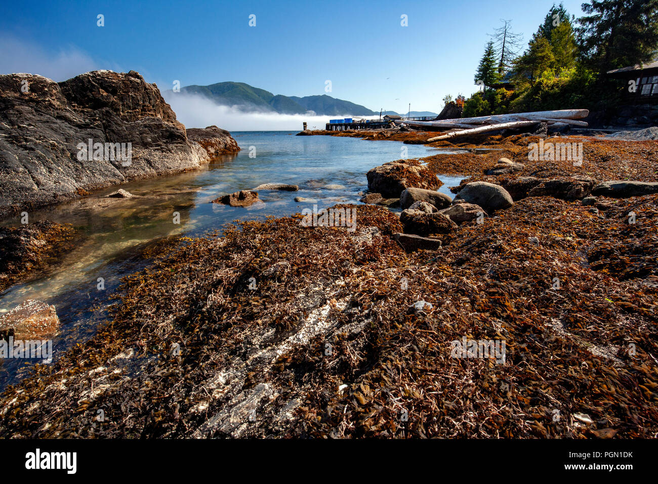 Costa rocciosa vista porto Renfrew, Isola di Vancouver, British Columbia, Canada Foto Stock