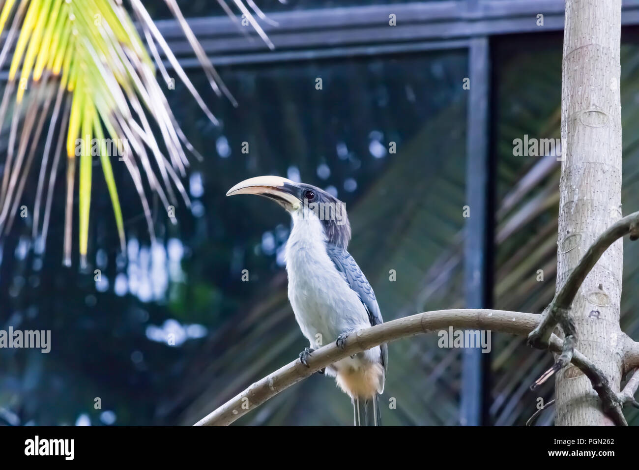 Sri Lanka Hornbill grigio Foto Stock