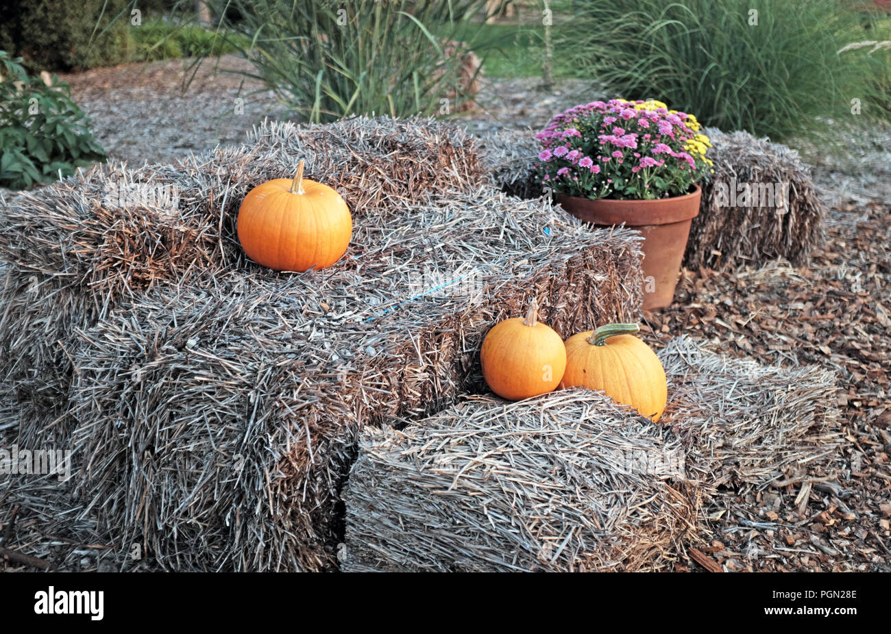 Autunno visualizzazione decorativa di zucche su balle di fieno da parte potted chrystanthemum durante la caduta in Cleveland, Ohio, USA. Foto Stock