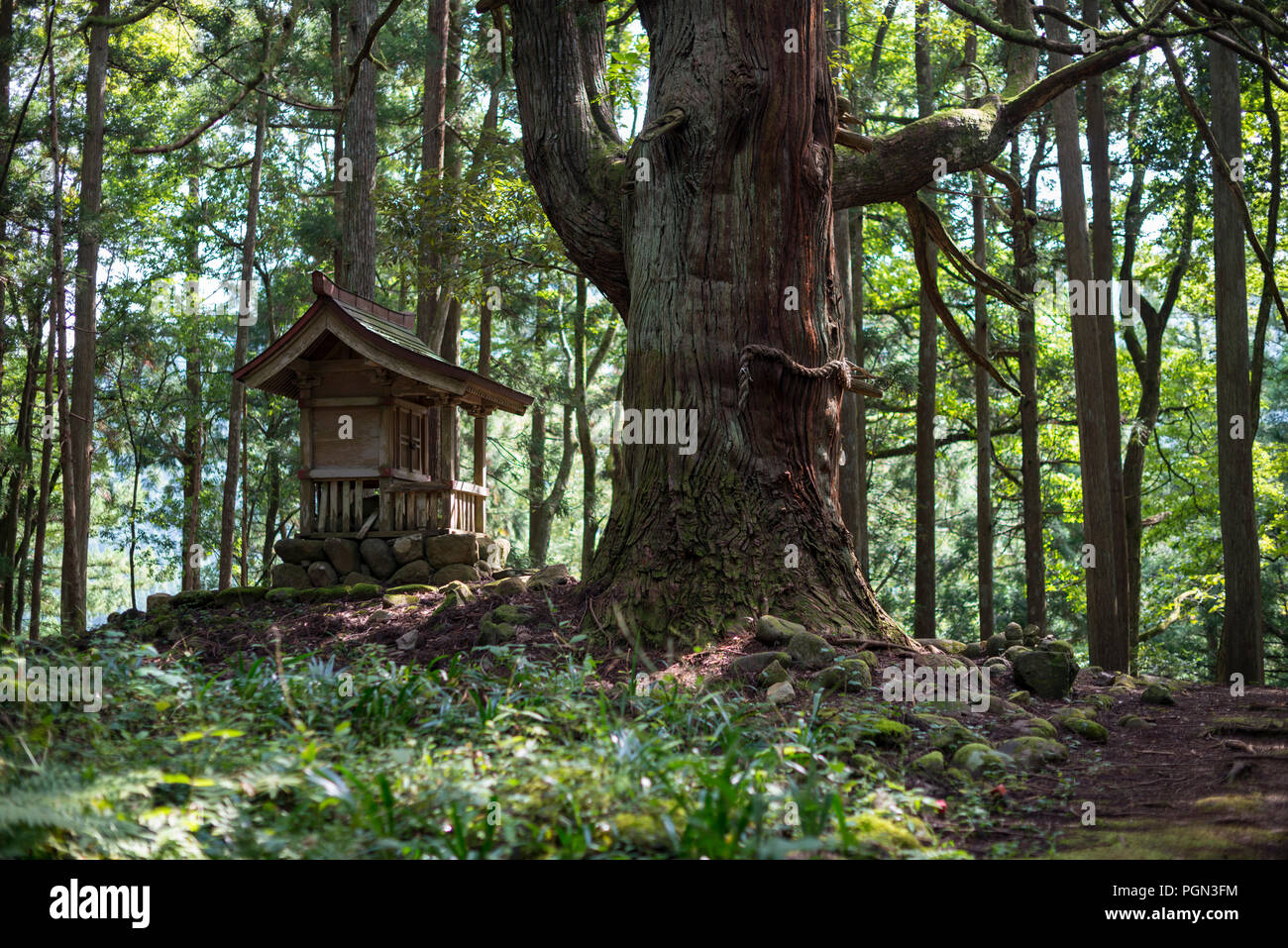 La foto mostra il Santuario Wakamiya accanto ad un grande cedro nella motivazione di Hakusan Heisenji santuario di Katsuyama, Fukui Prefettura, in Giappone il 4 ottobre, 2016. Il Foto Stock