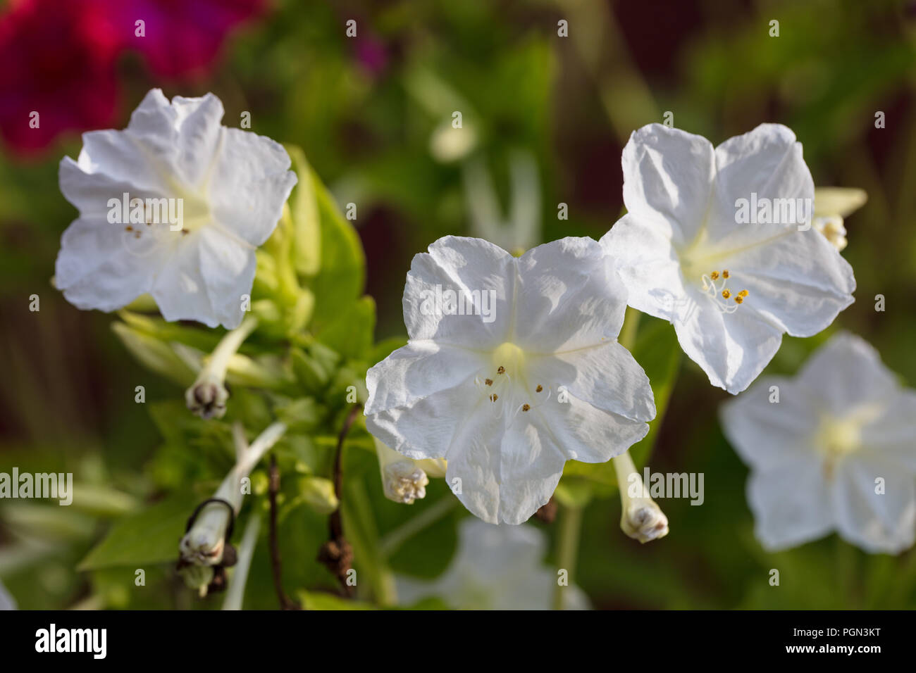 "Tivoli' quattro ore di fiore, Underblomma (Mirabilis Jalapa) Foto Stock