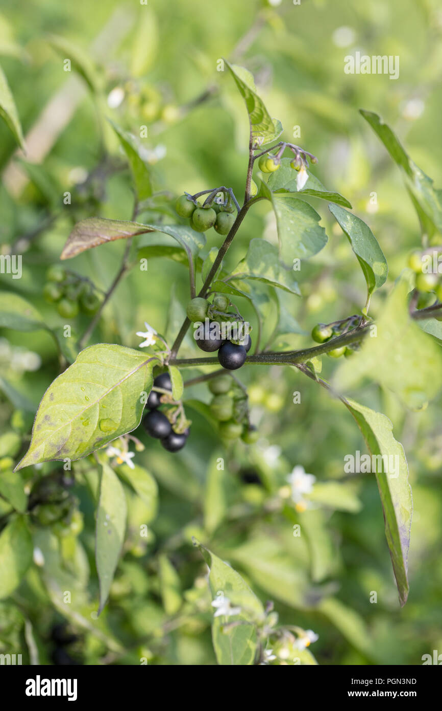 Unione erba morella, Nattskatta (Solanum nigrum) Foto Stock