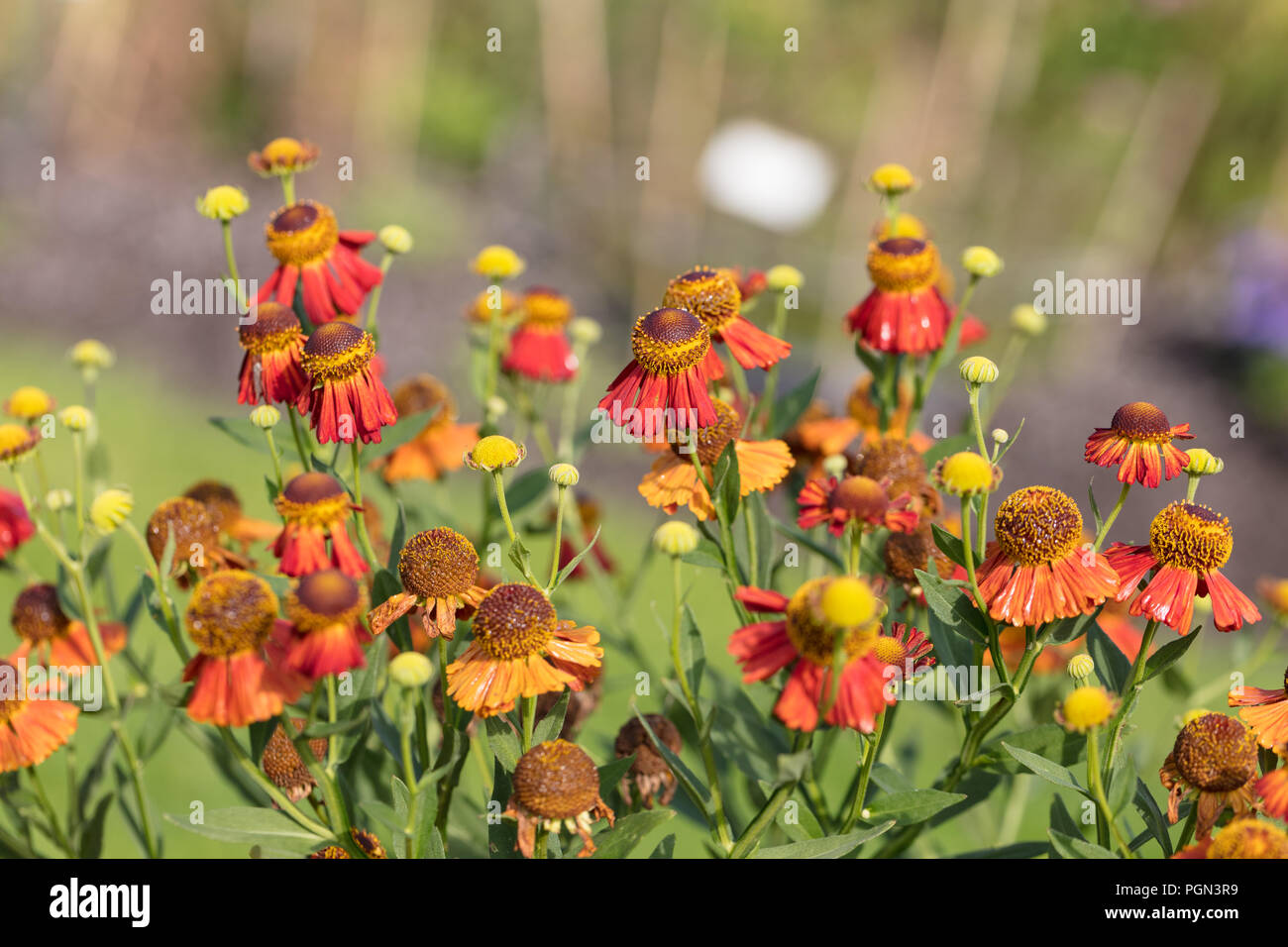 "Riverton Gem' a fiore grande Sneezeweed, Solbrud (Helenium autumnale) Foto Stock