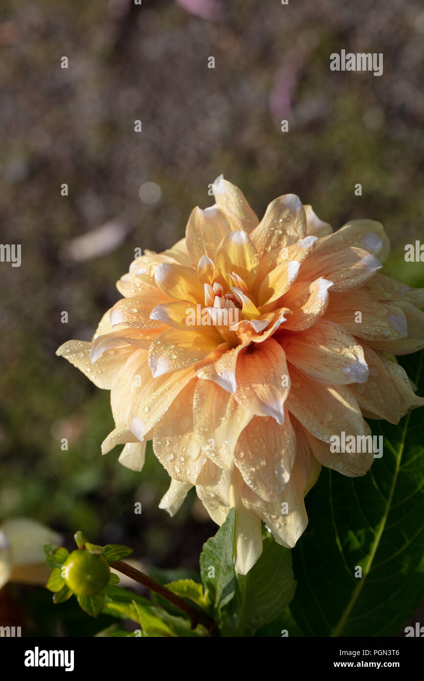 'Seattle' formale dalia decorativa, Dekorativdahlia (Dahlia x Hortensis) Foto Stock