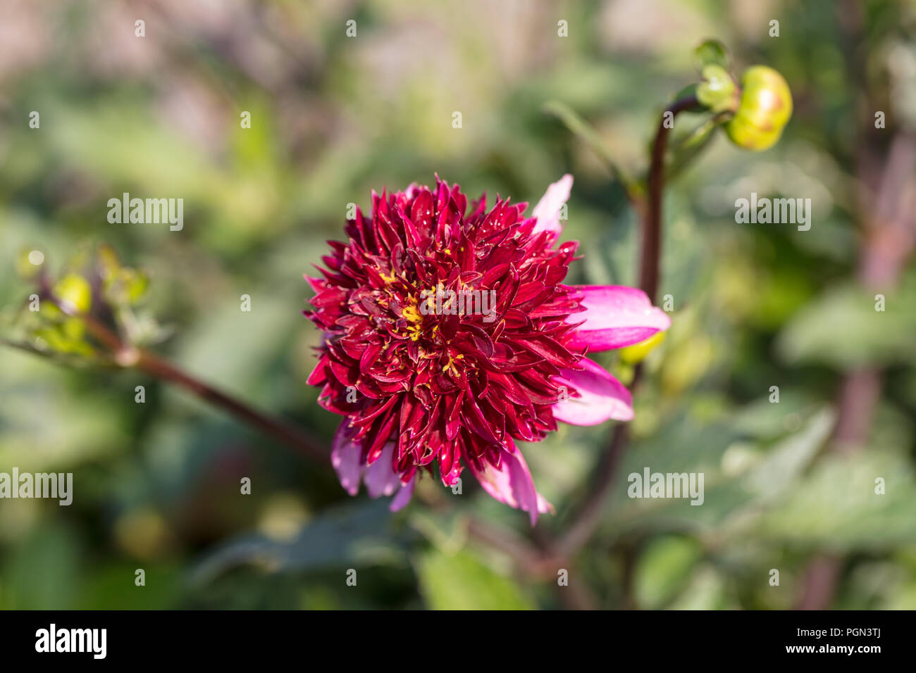 "Poodleskirt' Anemone Dahlia Fiore, Anemondahlia (Dahlia x Hortensis) Foto Stock