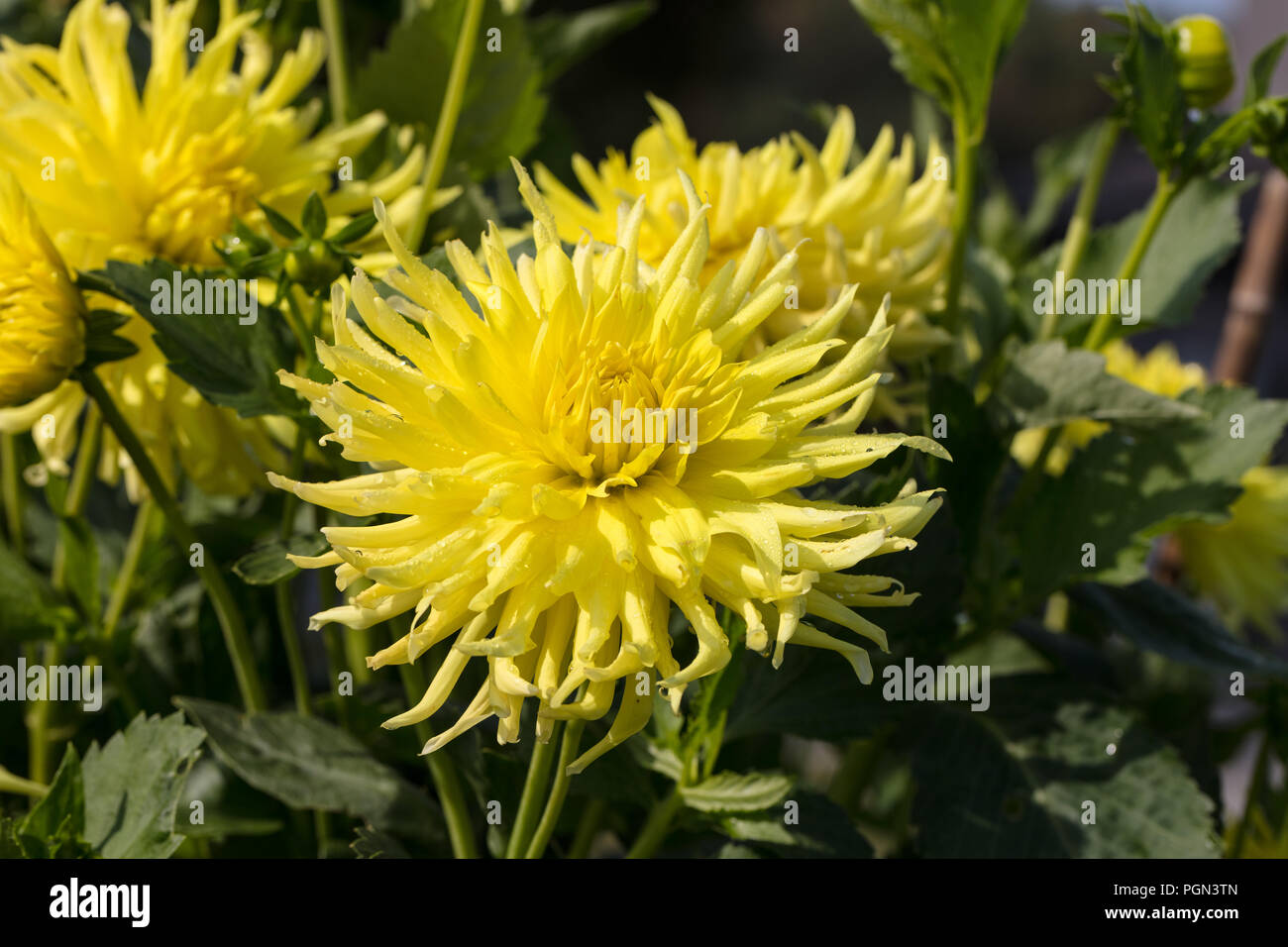 "Kennemerland' Cactus dalia, Kaktusdahlia (Dahlia x Hortensis) Foto Stock