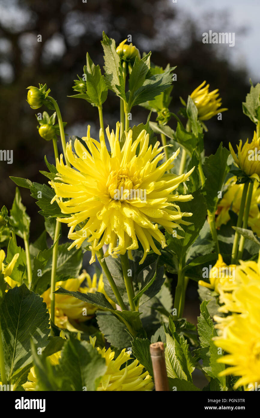 "Kennemerland' Cactus dalia, Kaktusdahlia (Dahlia x Hortensis) Foto Stock