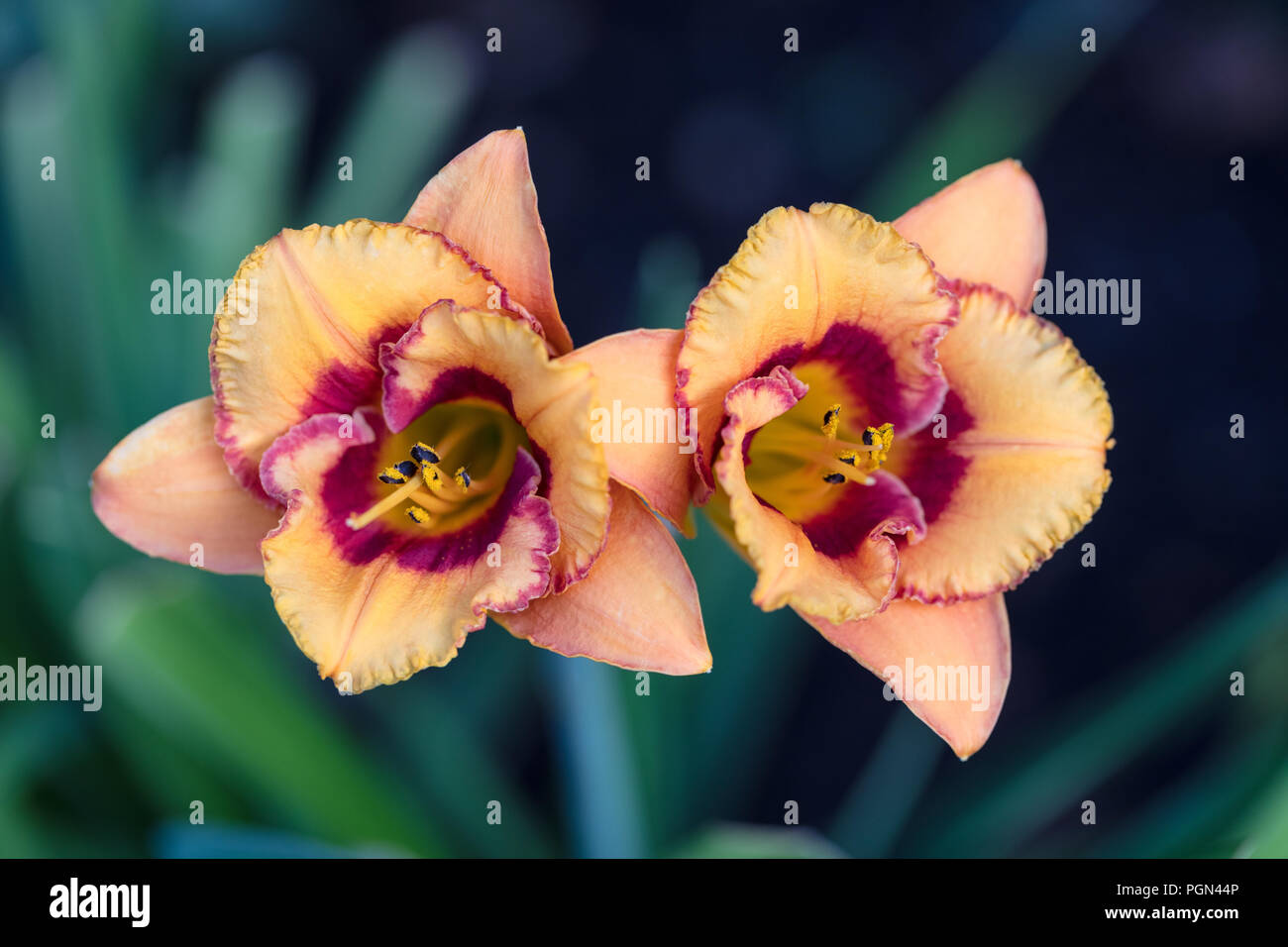 "Tigerling' Daylily, Daglilja (Hemerocallis) Foto Stock