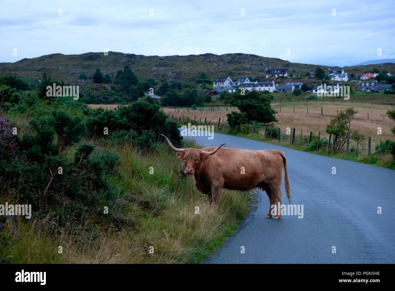 Highland capi di bestiame su strada nelle Highlands della Scozia nel modo. Foto Stock
