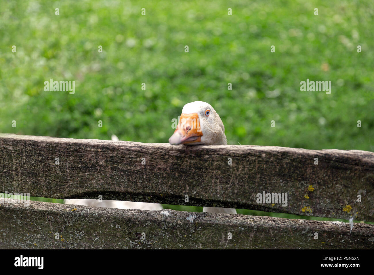 Curioso goose guardando da dietro la recinzione di legno Foto Stock