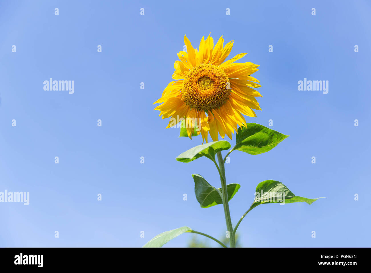 Bellissimo il girasole sul cielo blu sullo sfondo Foto Stock