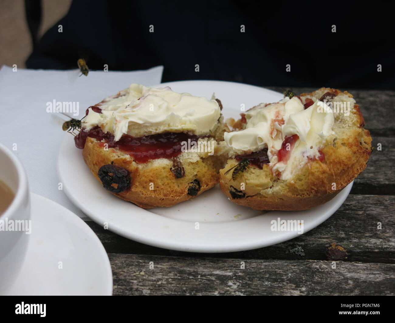 Due vespe sono attratti a jam su questo scone; ospiti indesiderati in un inglese un pomeriggio tè alla crema mangiato anche all'aperto Foto Stock
