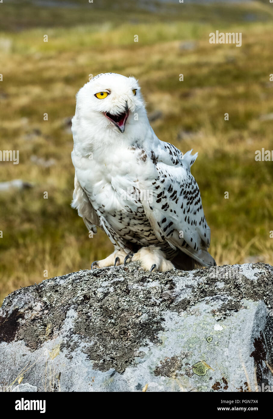 Il gufo, grande, bianco, civetta delle nevi con ridendo, comico faccia. Nome scientifico: Scandiacus bubo. Ritratto. Foto Stock