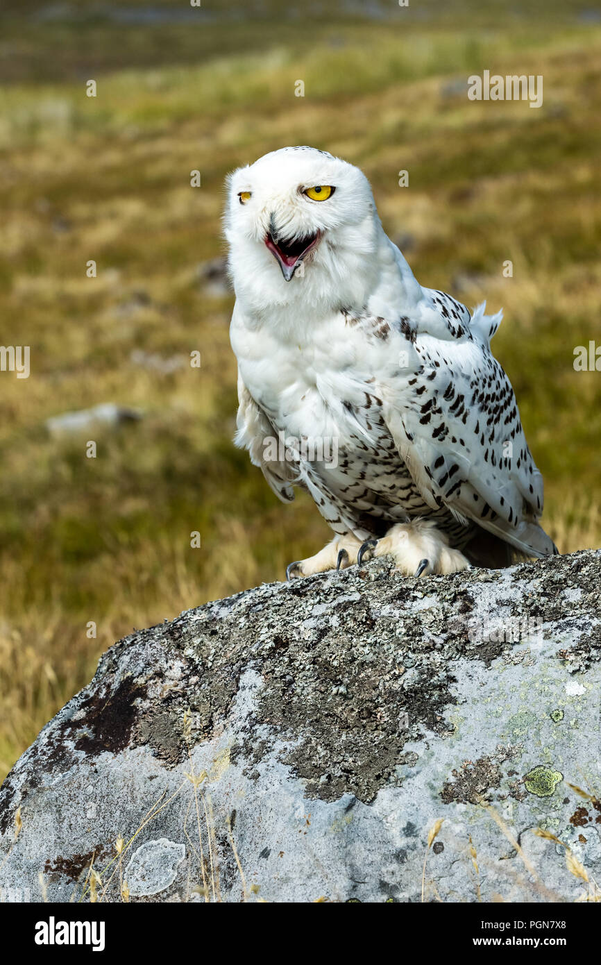 Il gufo, grande, bianco, civetta delle nevi con ridendo, comico faccia. Nome scientifico: Scandiacus bubo. Ritratto. Foto Stock